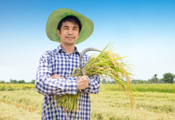 Asian Young farmer happy harvest paddy rice in a green rice field and blue sky