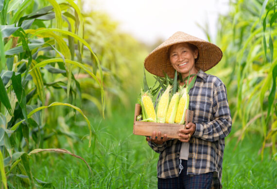 Asian farmer smiling and holding a crate filled with sweetcorn standing in corn field. Agriculture.